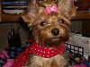 Do you have pictures of your pup w/a bad haircut!!!!-cimg1331-small-.jpg