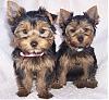 New to Yorkietalk.com-izzy-gidget.jpg