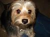 Gracie the Yorkipoo!-dsc01534.jpg