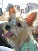 Tinkerbell on her way to meet Albert at petsmart!!-spring-2008-014.jpg