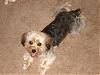 Gracie got a hair cut!-dsc01593.jpg