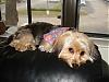Gracie got a hair cut!-dsc01580.jpg