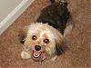 Gracie got a hair cut!-dsc01589.jpg