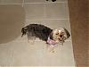 Gracie got a hair cut!-dsc01585.jpg