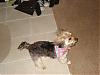 Gracie got a hair cut!-dsc01586.jpg