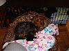 Diddy Bear's new bed!-dsc00094.jpg