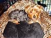 Diddy Bear's new bed!-dsc00097.jpg