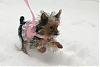 Yorkie Snow Day!-img_1578.jpg