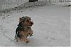 Yorkie Snow Day!-img_1547.jpg