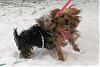 Yorkie Snow Day!-img_1549.jpg