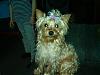 All Dolled Up-dogs-after-bath-002.jpg