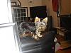 Here is our new puppy Tico-dsc04633.jpg