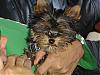 Here is our new puppy Tico-dsc04374.jpg