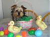 Took some Easter-y pictures today-luckys-1st-easter.jpg