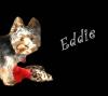 For our New PupPals-eddie1painting.jpg