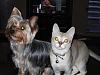 Fiona and her kitty sister-fur-sisters-600-x-450-.jpg