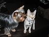 Fiona and her kitty sister-beggingforfritos-600-x-450-.jpg