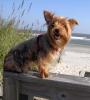 A windy day @ the beach...-sullybeachsm.jpg