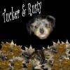 For our New PupPals-tuckerandrusty.jpg