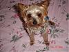 New pictures of PRINCESS!!-dsc00336-640-x-480-.jpg