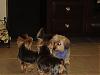 Gracie's Playdate with Murphy and Mia!-dsc01594.jpg