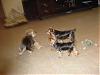 Gracie's Playdate with Murphy and Mia!-dsc01595.jpg