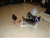 Gracie's Playdate with Murphy and Mia!-dsc01596.jpg