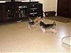 Gracie's Playdate with Murphy and Mia!-dsc01597.jpg