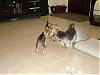 Gracie's Playdate with Murphy and Mia!-dsc01598.jpg
