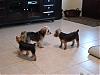 Gracie's Playdate with Murphy and Mia!-dsc01599.jpg