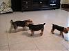 Gracie's Playdate with Murphy and Mia!-dsc01600.jpg