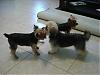 Gracie's Playdate with Murphy and Mia!-dsc01601.jpg
