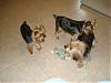 Gracie's Playdate with Murphy and Mia!-dsc01606.jpg