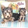 For our New PupPals-chachiand-jewels.jpg