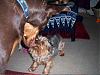 Simon and His BFF Charlie Brown the Doberman-100_3429.jpg.jpg