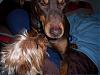 Simon and His BFF Charlie Brown the Doberman-100_3430.jpg.jpg