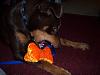 Simon and His BFF Charlie Brown the Doberman-100_3454.jpg.jpg