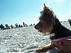 Bella's Dog Beach pictures from today-beachfriend2.jpg