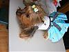 LilyGrace in her NEW go.fetch dress!!-dscf7415s.jpg
