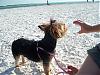 Bella's Dog Beach pictures from today-beachthirsty.jpg