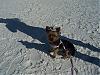 Bella's Dog Beach pictures from today-onbeach.jpg