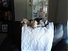 The life of a dog...-dsc01611.jpg