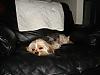 The life of a dog...-dsc01613.jpg