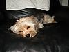 The life of a dog...-dsc01614.jpg
