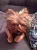 Sometimes we think Sammy looks like Animal from the Muppets...-photo2.jpg