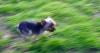 Doin' the yorkie motion-img_7903.jpg