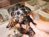 Hehe Lilly's First bath-lillybath.jpg