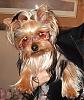 OMG.......Doggles!-copy-im-lovin-bling.jpg