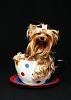 I have teacup yorkies-playing-004_edited-2.jpg