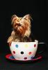 I have teacup yorkies-playing-005_edited-1.jpg